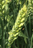 Семена озимой мягкой пшеницы сорт Донская Юбилейная ЭС/РС1/РС2