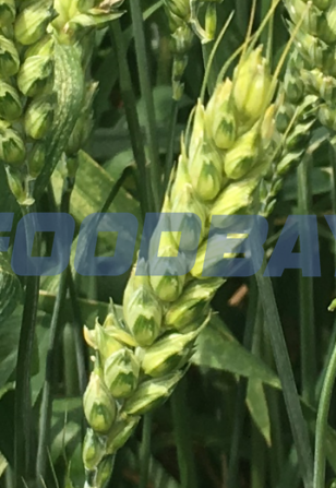 Семена озимой мягкой пшеницы сорт Донская Юбилейная ЭС/РС1/РС2 Zernograd - Bild 1