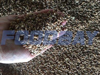 Семена озимой пшеницы сорт Лига 1 ЭС Zernograd - Bild 1