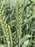 Семена озимой пшеницы сорт Юка ЭС