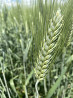 Семена твердой пшеницы Одари ЭС