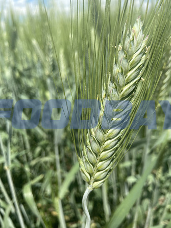 Семена твердой пшеницы Одари ЭС Zernograd - Bild 1