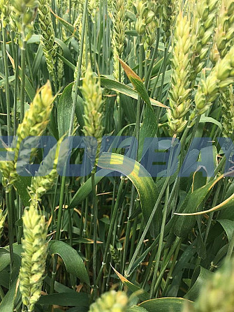 Семена озимой мягкой пшеницы сорт Танаис ЭС/РС1/РС2 Зерноград - изображение 1