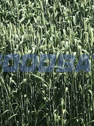 Семена озимой пшеницы сорт Юбилей Дона ЭС Zernograd - Bild 1