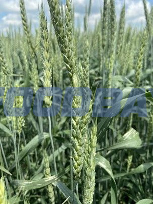 Семена озимой пшеницы сорт Тимирязевка 150 ЭС Зерноград - изображение 1