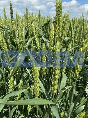 Семена озимой пшеницы сорт Стиль 18 ЭС Зерноград - зображення 1