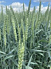 Семена озимой пшеницы сорт Степь ЭС