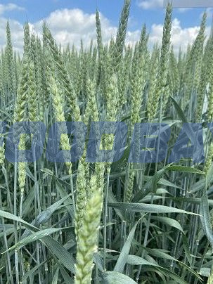 Семена озимой пшеницы сорт Степь ЭС Zernograd - Bild 1