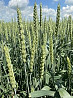 Семена озимой пшеницы сорт Собербаш ЭС
