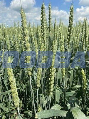 Семена озимой пшеницы сорт Собербаш ЭС Зерноград - зображення 1