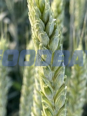 Семена озимой пшеницы сорт Полина ЭС Зерноград - изображение 1