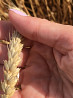 Семена озимой пшеницы сорт Конкурент ЭС