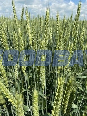 Семена озимой пшеницы сорт Кавалерка ЭС  - изображение 1