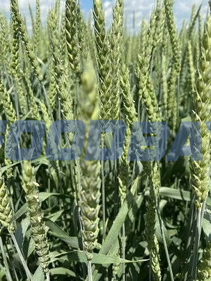 Семена озимой пшеницы сорт Илиада ЭС Zernograd - picture 1