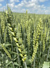 Семена озимой пшеницы сорт Еланчик ЭС