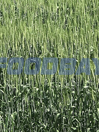Семена озимой пшеницы сорт Жаворонок ЭС Зерноград - зображення 1