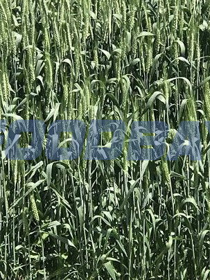 Семена озимой пшеницы сорт Донская Степь ЭС Зерноград - зображення 1