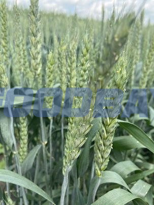 Семена озимой пшеницы сорт Герда ЭС Зерноград - зображення 1