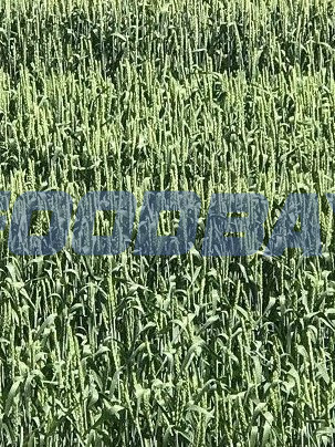 Семена озимой пшеницы сорт Вольный Дон ЭС Зерноград - зображення 1