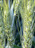 Семена озимой пшеницы сорт Вольница