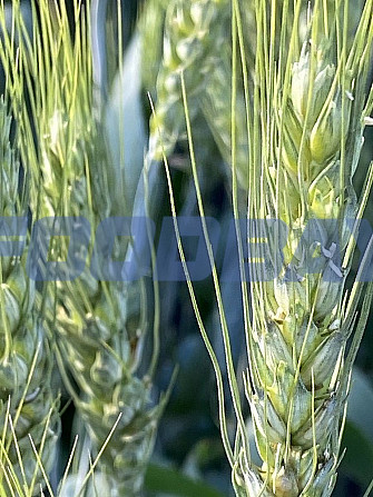 Семена озимой пшеницы сорт Вольница Зерноград - зображення 1