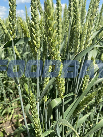 Семена озимой пшеницы сорт Ахмат ЭС Зерноград - зображення 1