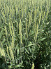 Семена озимой мягкой пшеницы сорт Безостая 100 ЭС