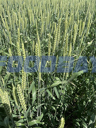 Семена озимой мягкой пшеницы сорт Безостая 100 ЭС Зерноград - зображення 1