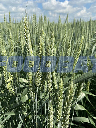 Семена озимой мягкой пшеницы сорт Алексеич ЭС Зерноград - зображення 1