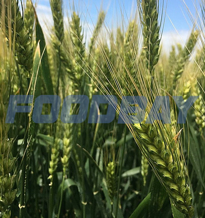 Семена озимой мягкой пшеницы сорт Ермак ЭС/РС1/РС2 Zernograd - picture 1