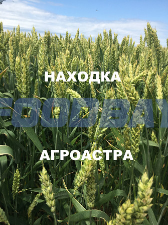 Продаю семена озимой пшеницы сорт Находка ЭС Зерноград - изображение 1