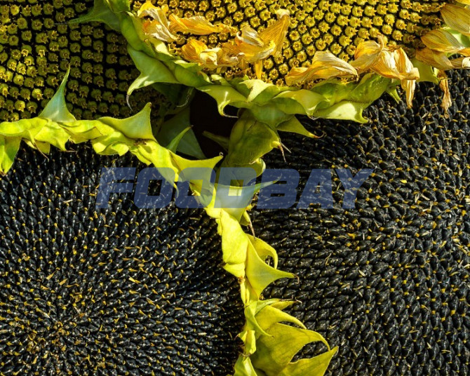 Семена гибридов подсолнечника Май Агро (ТУРЦИЯ)  - изображение 1