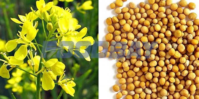 Семена горчица горлинка и Руслана Зерноград - изображение 1