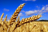 Продам пшеницу 3-4 класс от 1000 тонн
