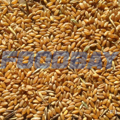 Реализуем Пшеницу 3, 4, 5 класса, качество ГОСТ. Smolensk - Bild 1