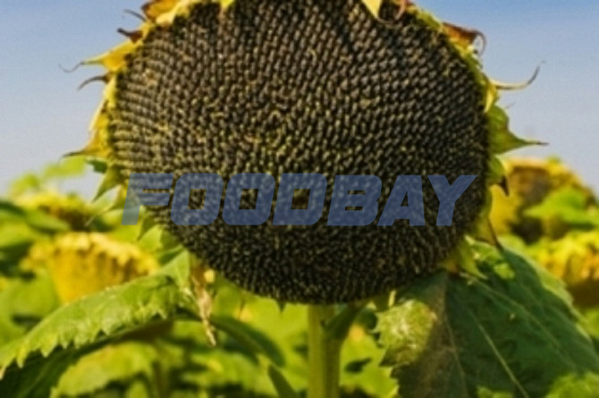 Семена сорт подсолнечника Бузулук Зерноград - зображення 1