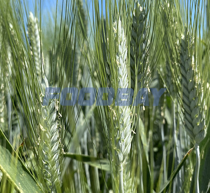 Семена пшеницы озимой твердой купить Агат Донской Амазонка Одари Юбилярка Яхонт Zernograd - picture 1