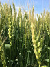 Семена озимой пшеницы зерноградской селекции ЭС/РС1