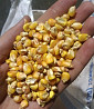 Кукуруза желтая