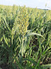 Семена суданской травы Кинельская 100