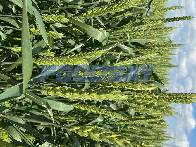 Семена пшеницы Акапелла Арсенал Армада Бумба Багира Богема Былина Дона Донская Лира Донмира  - изображение 1