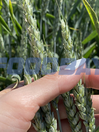 Семена пшеницы озимой купить Акапелла Арсенал Армада Бумба Багира Богема Былина Дона Донская Лира  - изображение 1