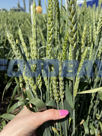 Семена озимой пшеницы донской селекции Rostov-on-Don - Bild 1