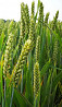 Семена озимой пшеницы сорт Юка
