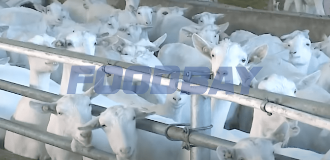 Ограждения кормового стола для коз и овец Екатеринбург - зображення 1
