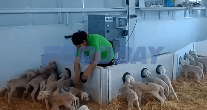 Автоматическая станция для кормления козлят, ягнят и телят MERELAIT Ekaterinburg - picture 1