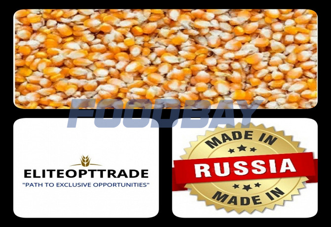 Кукуруза фуражная/Экспорт/Внутренний рынок Novorossiysk - picture 1