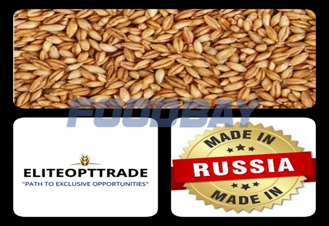Ячмень Фуражный/Экспорт/Внутренний рынок Новороссийск - зображення 1