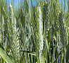 Семена пшеницы озимой твердой купить Агат Донской Амазонка Динас Лакомка Услада Янтарина Яхонт