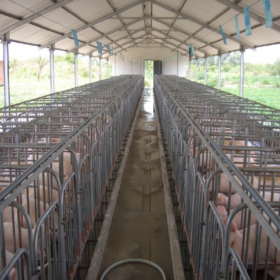 Промышленное производство свиней
